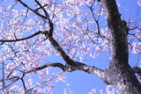 preview original