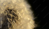 preview original