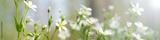 preview original