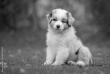 preview bw