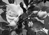 preview bw