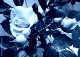 preview cold
