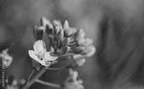 preview bw