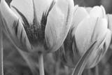 preview bw