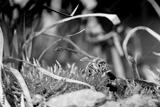preview bw