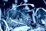 preview cold