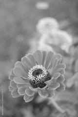 preview bw