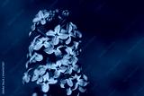 preview cold