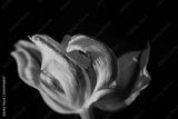 preview bw