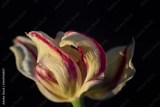preview original