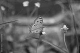preview bw