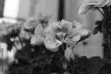 preview bw