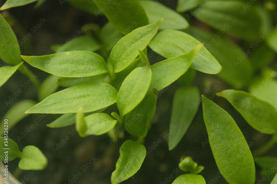 image to crop