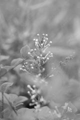 preview bw