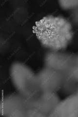 preview bw