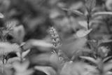 preview bw
