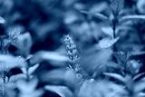 preview cold