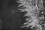 preview bw