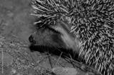 preview bw