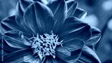 preview cold