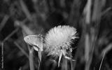 preview bw
