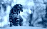 preview cold