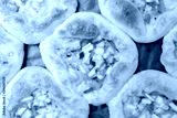 preview cold