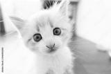 preview bw