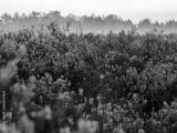 preview bw