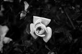 preview bw