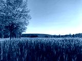 preview cold