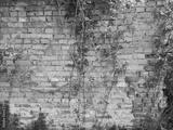 preview bw
