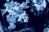 preview cold