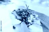 preview cold