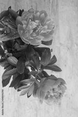 preview bw