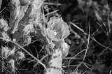 preview bw