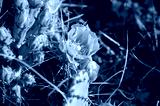 preview cold