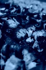 preview cold