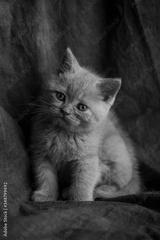 preview bw