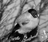 preview bw