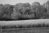 preview bw