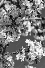 preview bw