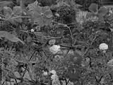 preview bw