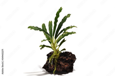 image to crop