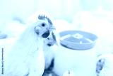 preview cold