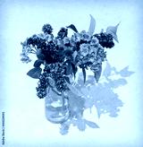 preview cold