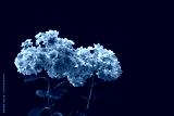 preview cold