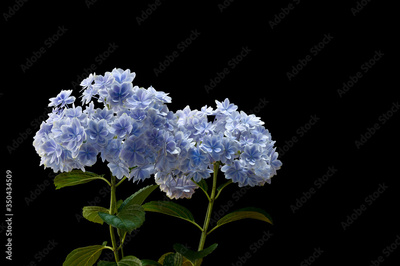image to crop