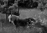 preview bw