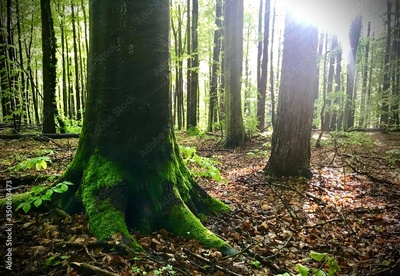 image to crop